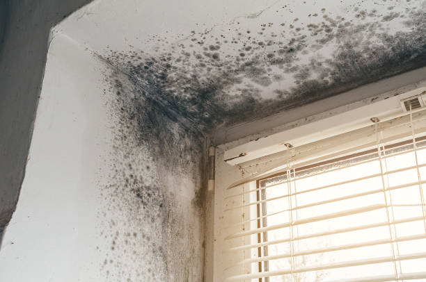 Affordable Mold Removal solutions in Manchester, VA